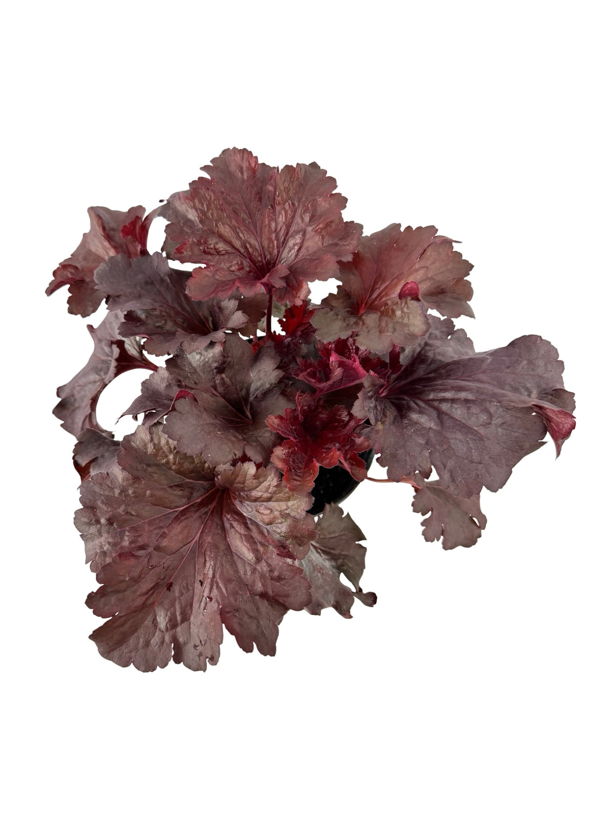 Heuchera 'Rosewood' - Perennials