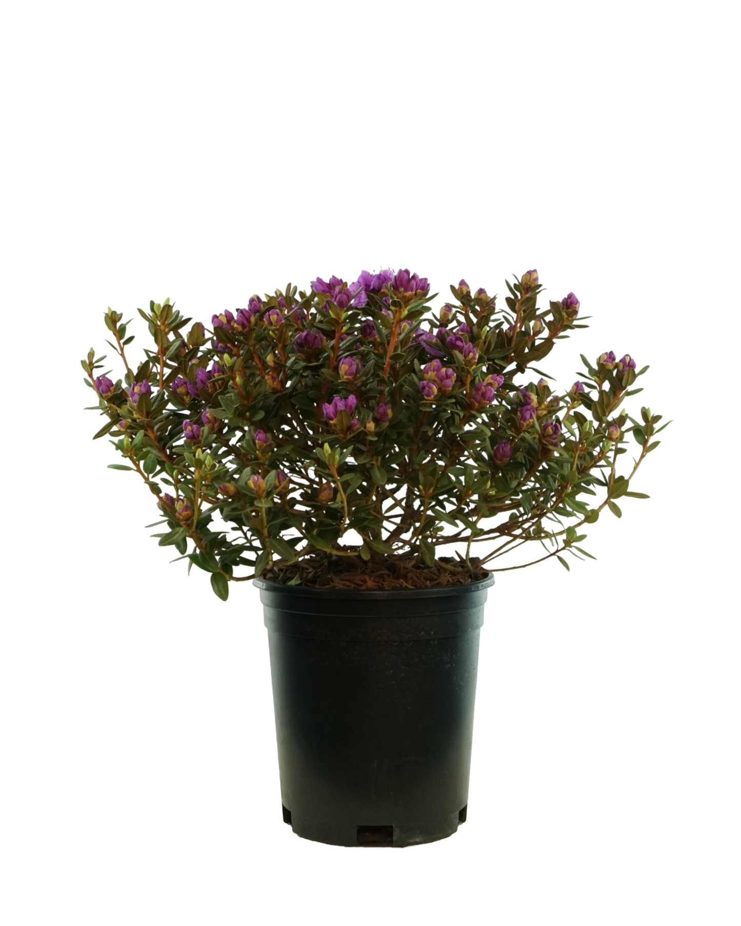 Rhododendron 'Ramapo'