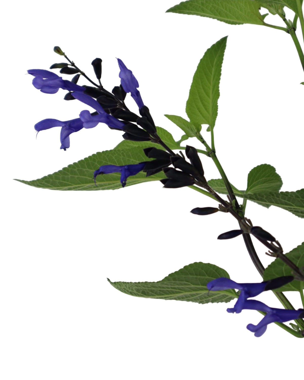 Salvia guaranitica 'Black and Blue' - Perennials
