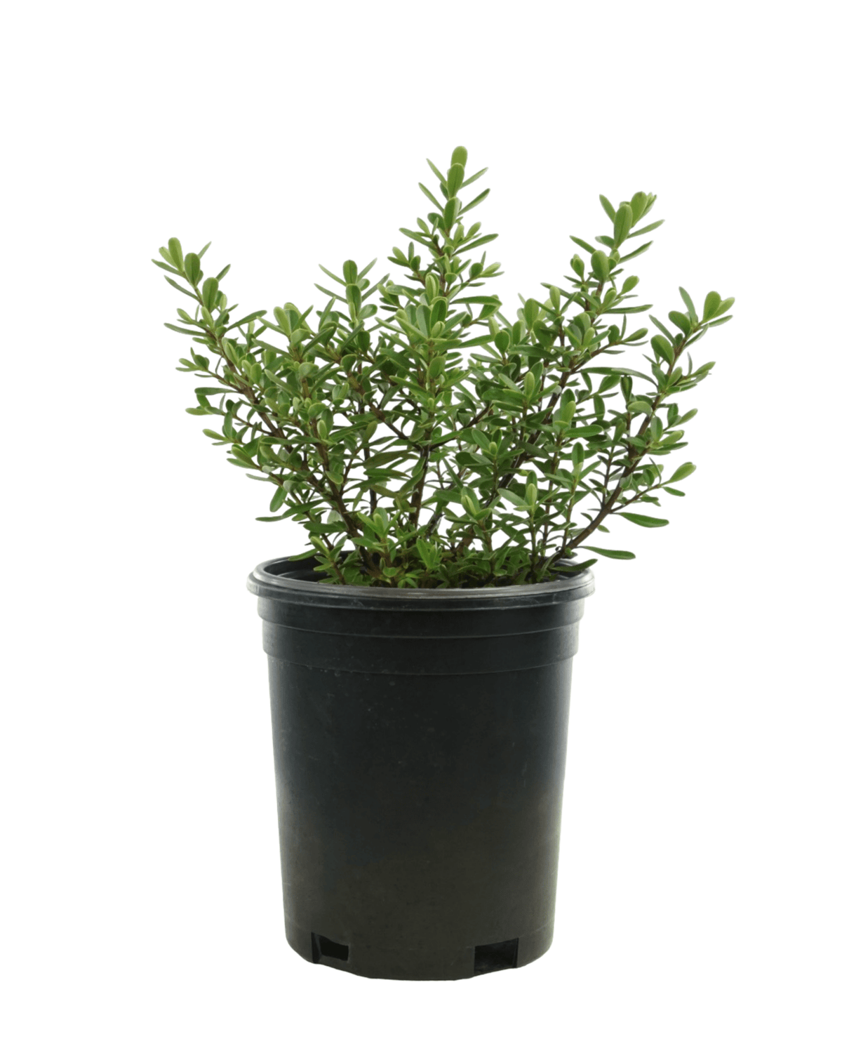 Hebe buxifolia 'Patty's Purple' - Shrubs