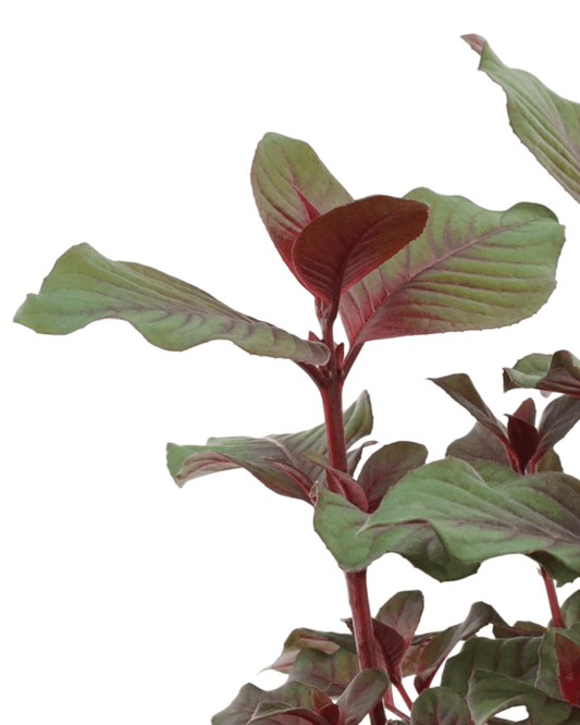 Fuchsia 'Gartenmeister' - The Garden Corner