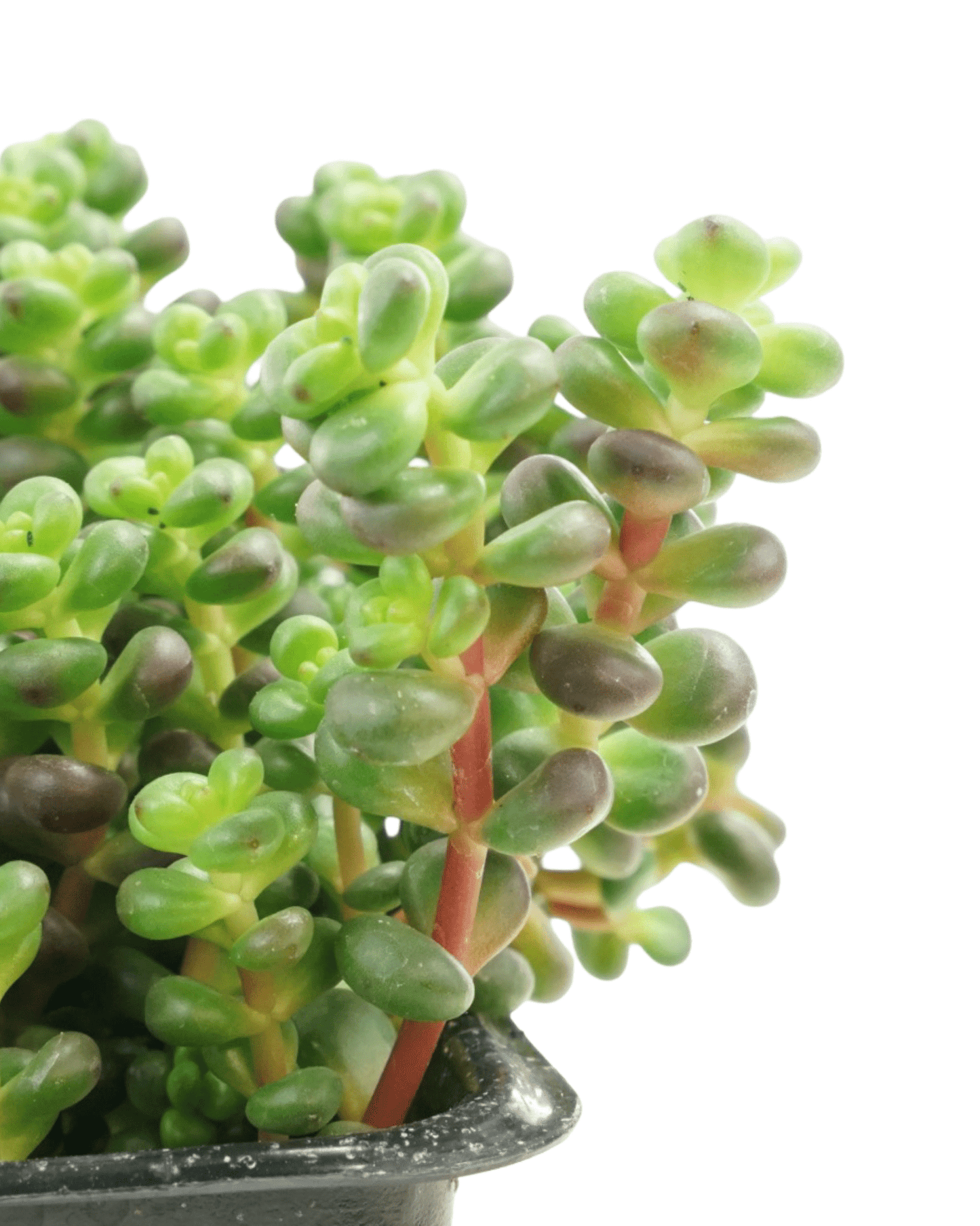 Sedum divergens (Old Man's Bones) - The Garden Corner