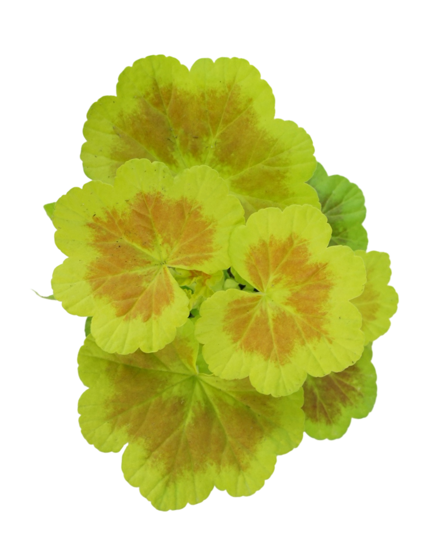 Geranium Fancy Leaf ‘Occold Shield’