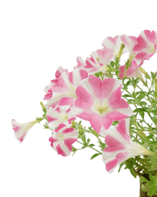 Petunia 'Surfinia Heartbeat' - The Garden Corner