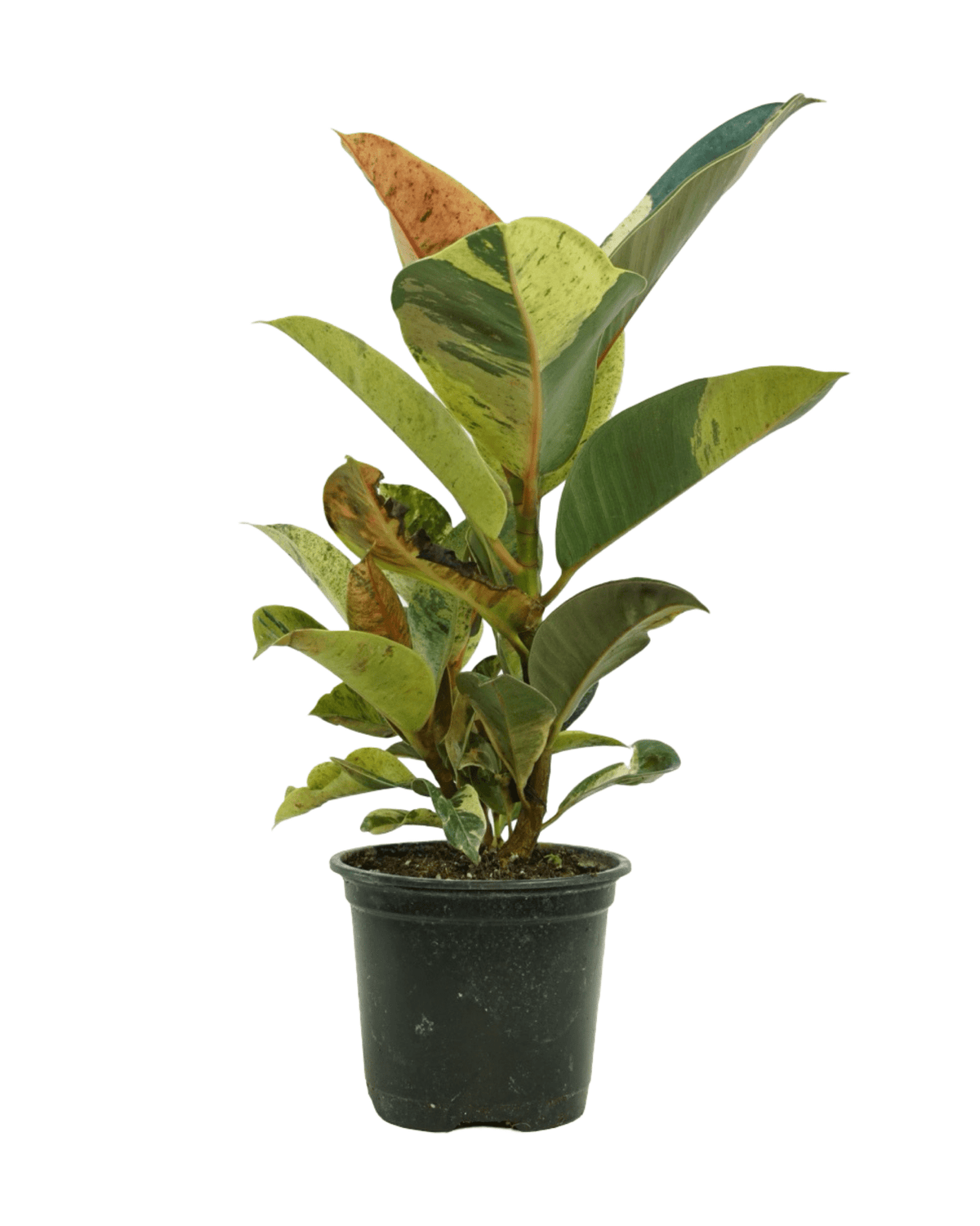 Ficus shivereana 'Moonshine' - House Plants
