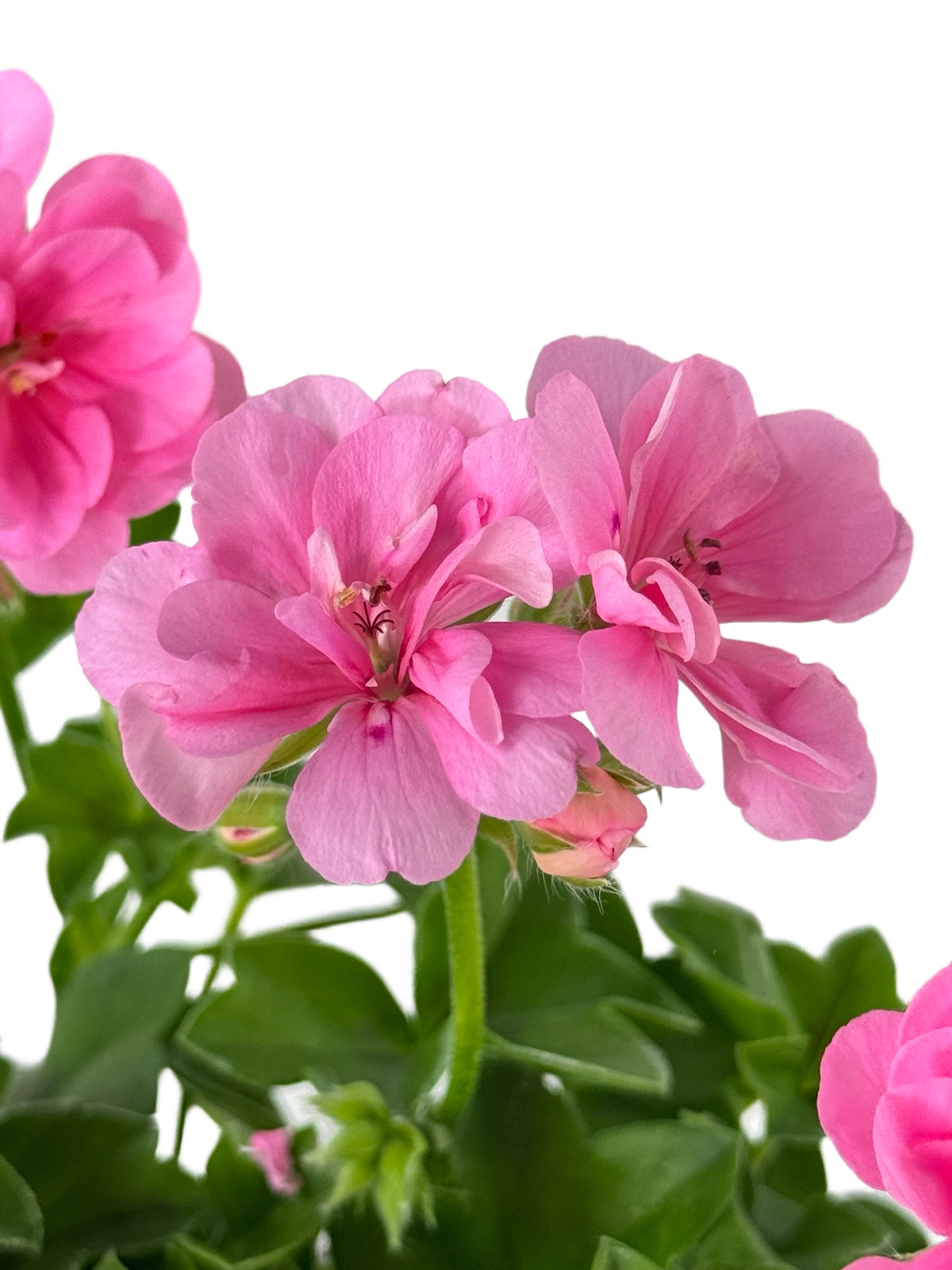 Ivy Geranium 'Precision Pink' - Annuals
