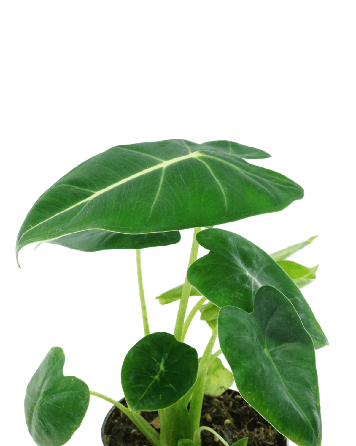 Alocasia 'Frydek' - House Plants