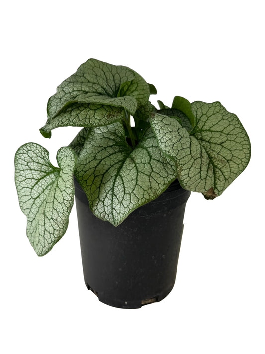 Brunnera macrophylla 'Frost King' - Perennials