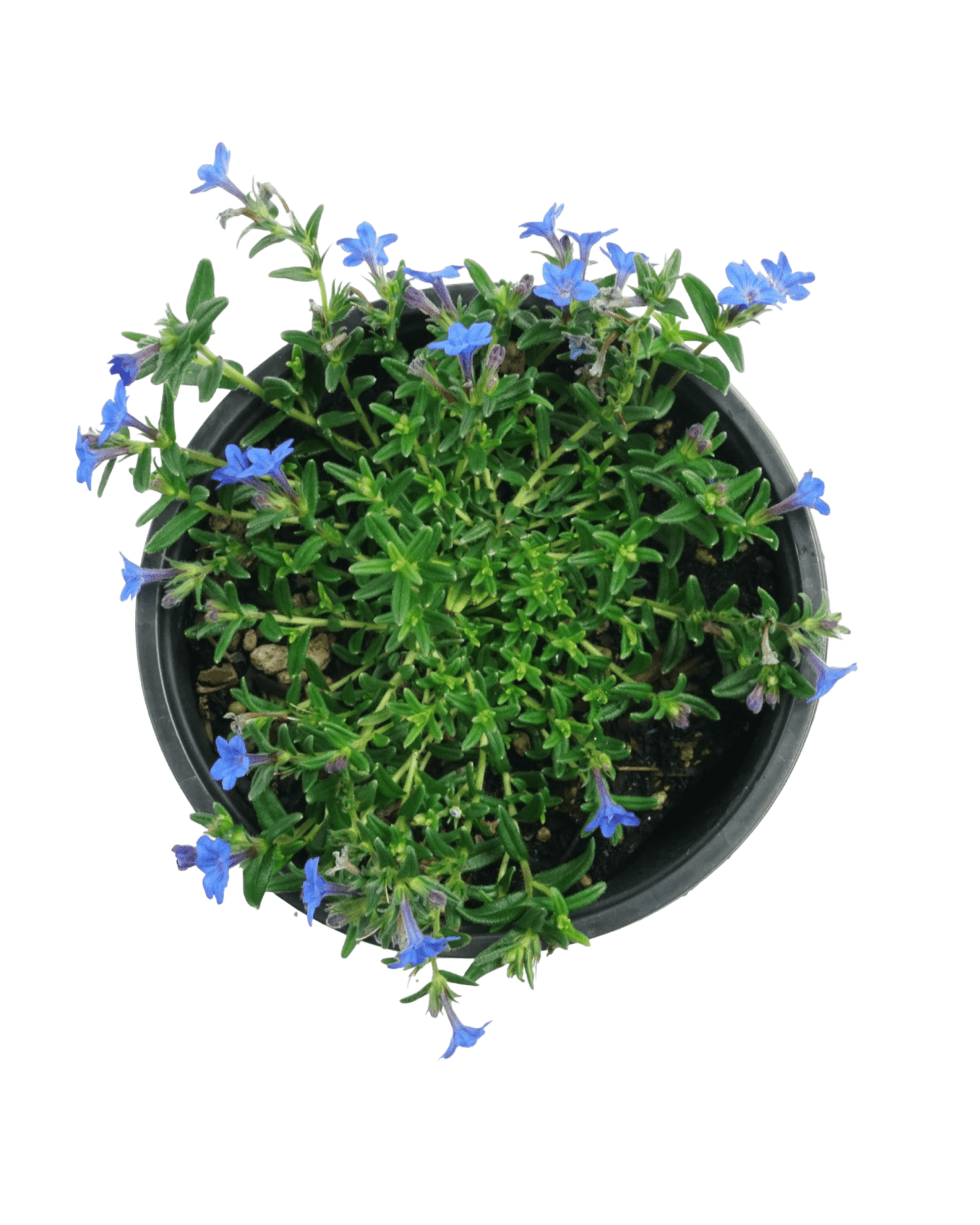 Lithodora diffusa 'Grace Ward' - The Garden Corner