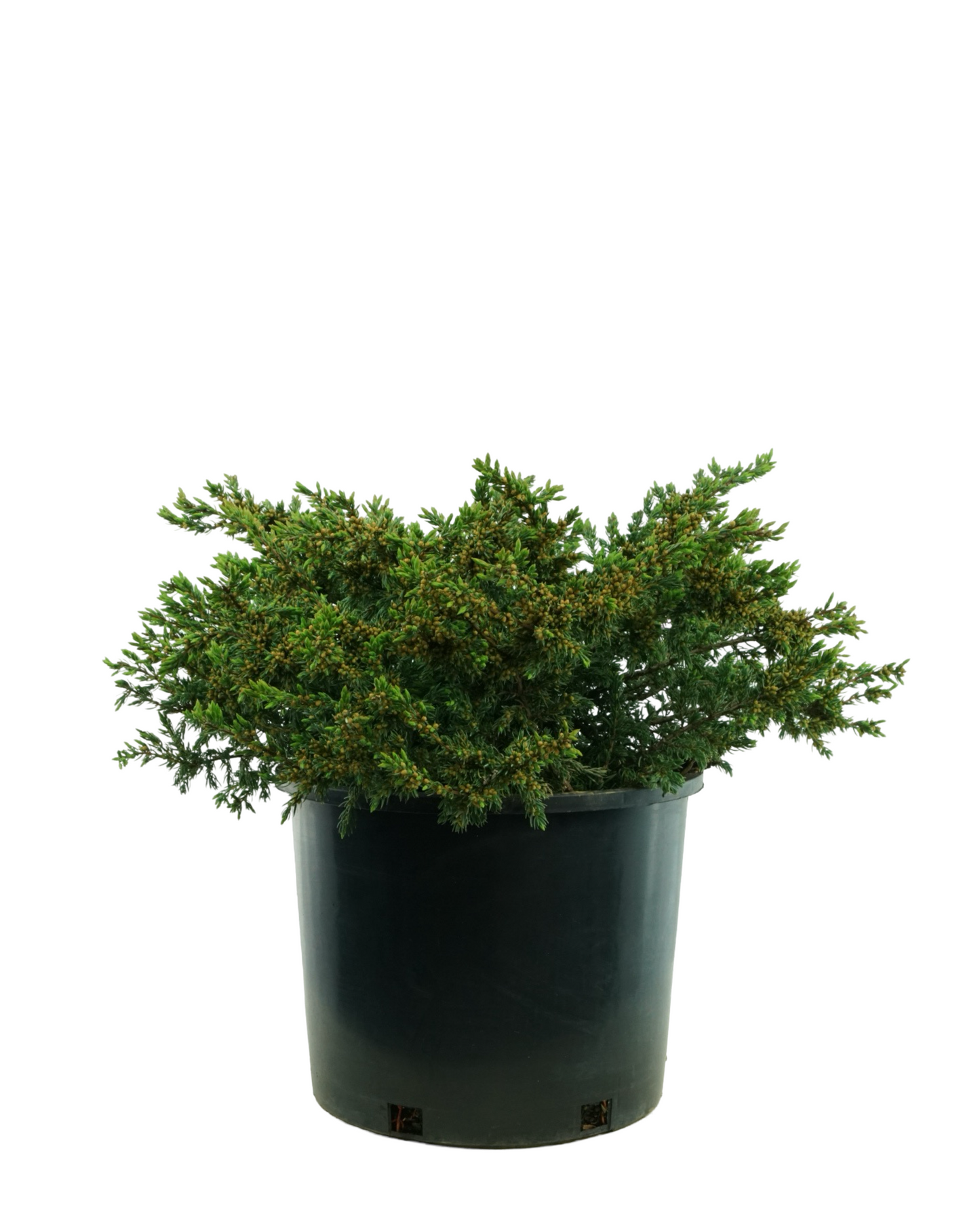 Juniperus communis 'Effusa'