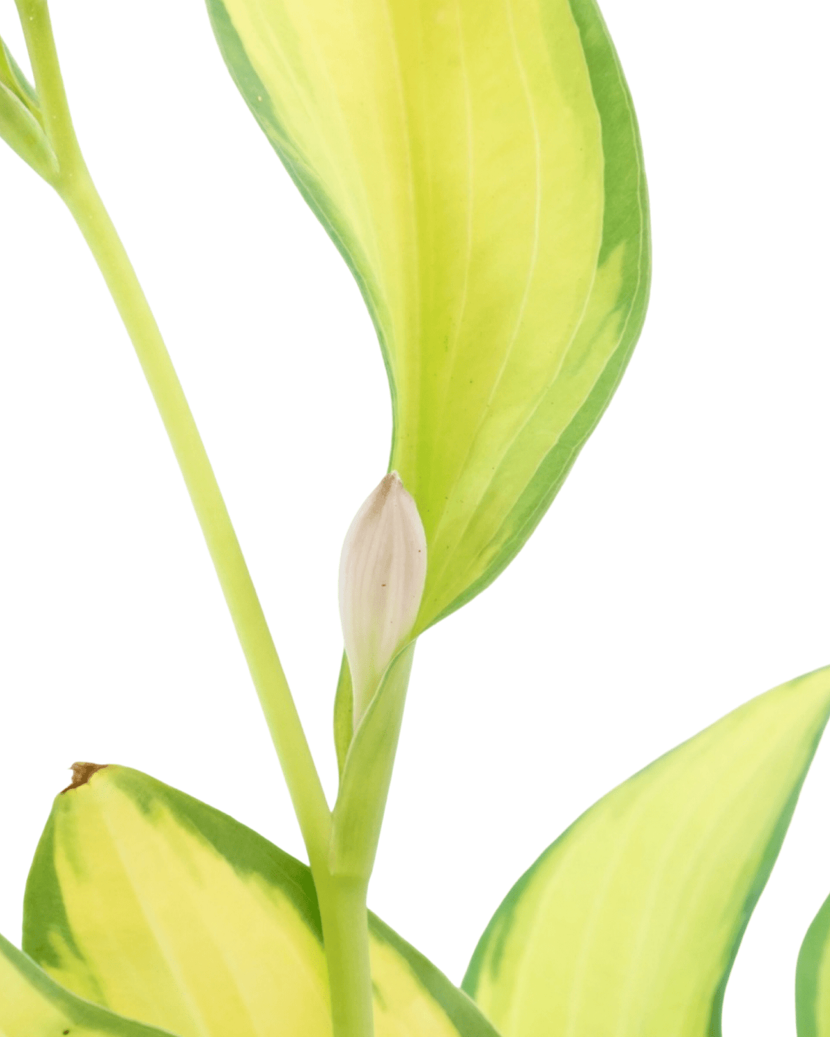 Hosta 'Orange Marmalade' - Perennials
