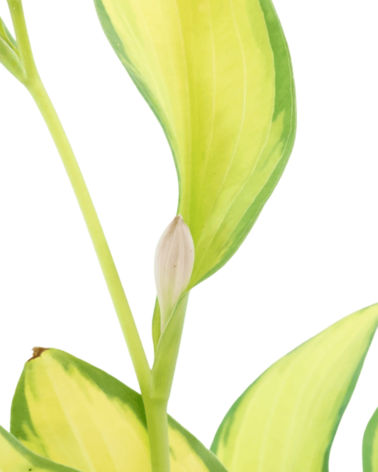 Hosta 'Orange Marmalade' - The Garden Corner