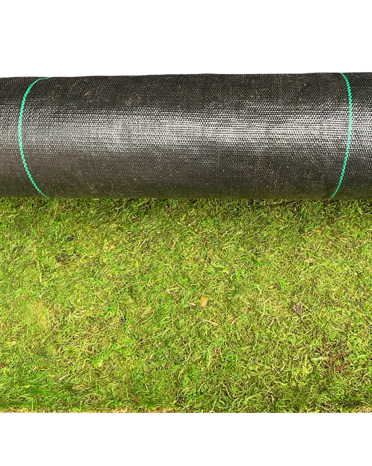 Sheet Moss By The Lineal Foot - Planters