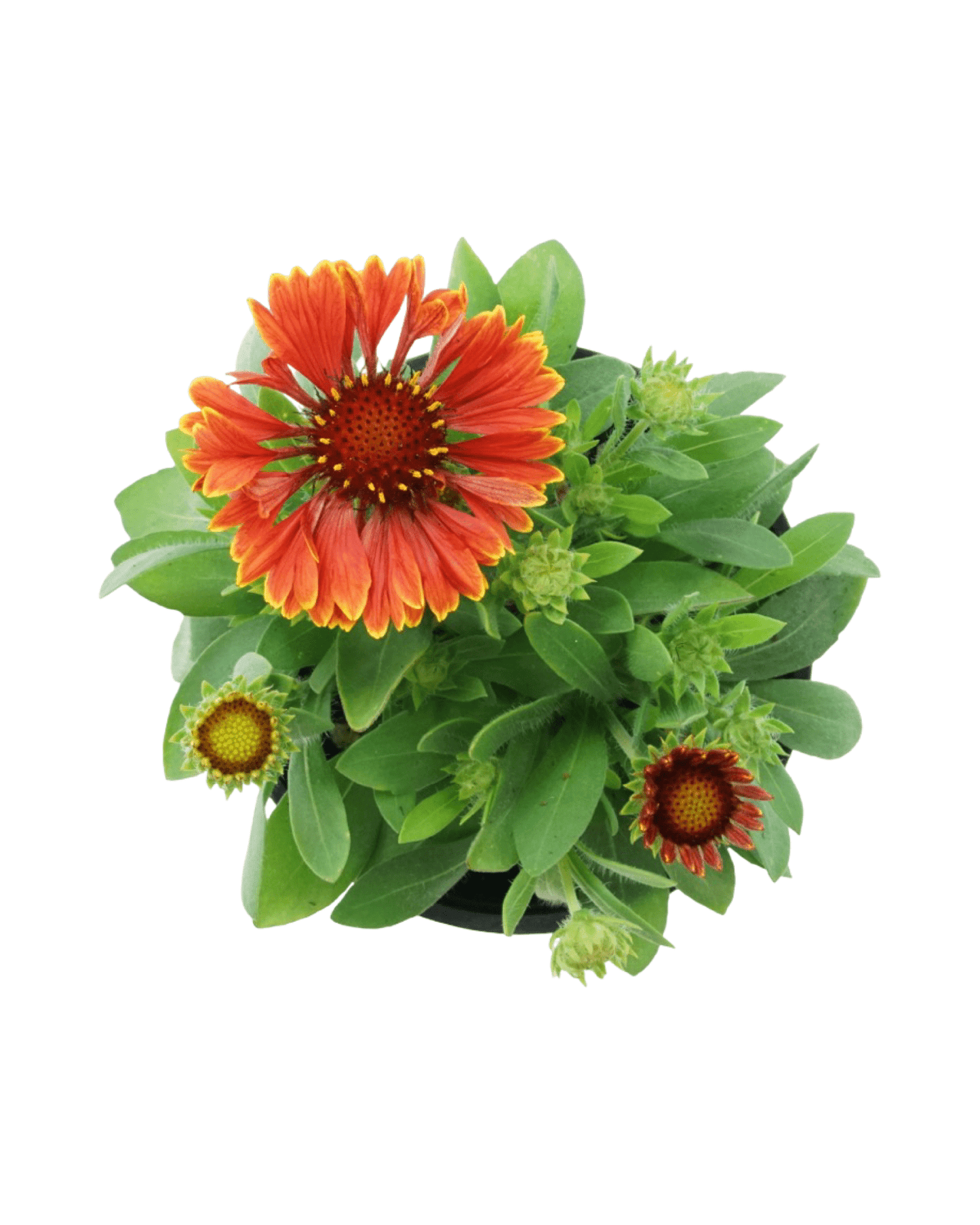 Gaillardia Spintop® 'Yellow Touch' - The Garden Corner