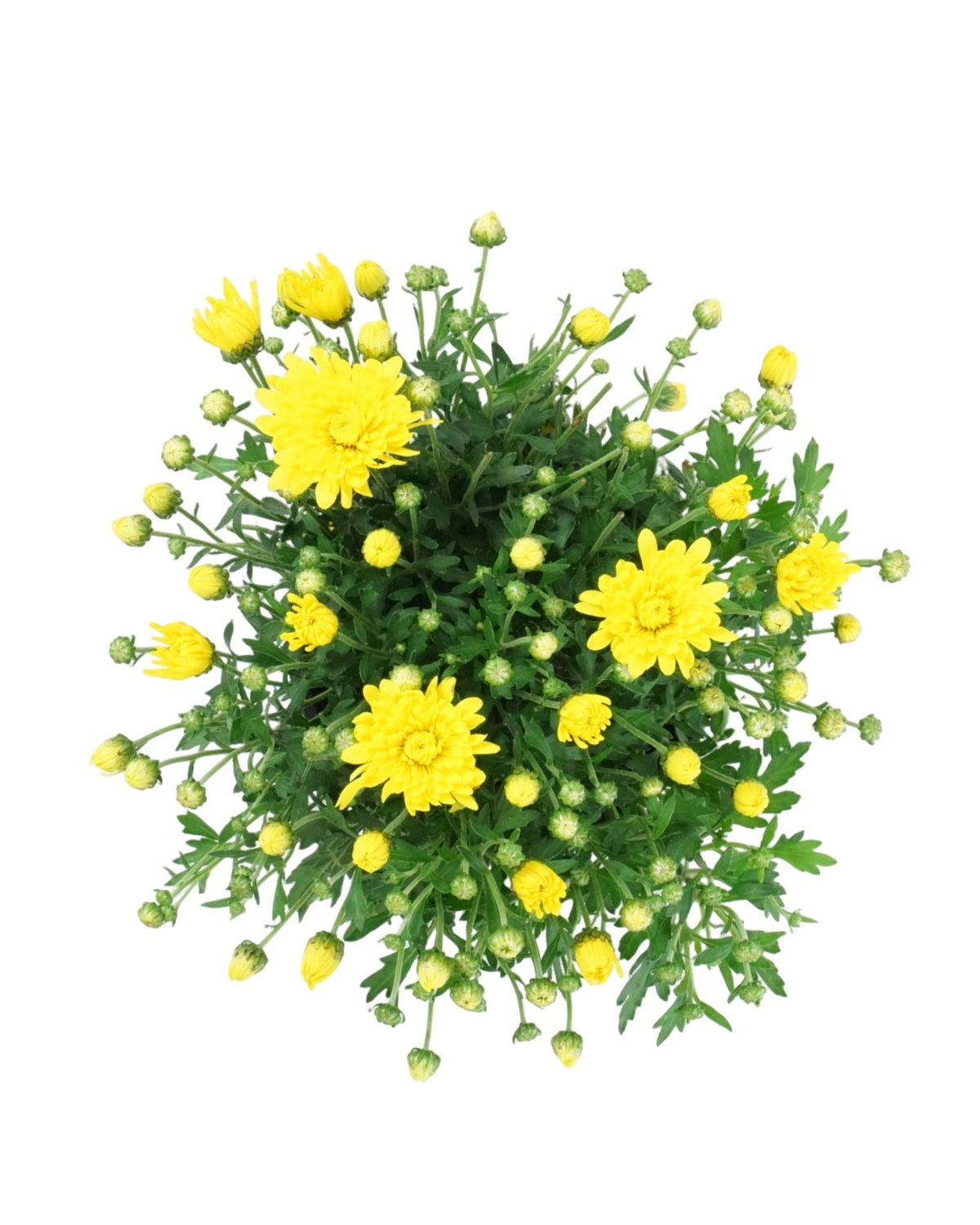 Chrysanthemum 'Elena Gold' - Seasonal Plant