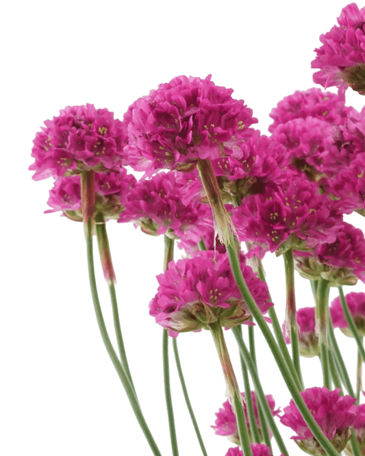 Armeria maritima 'Dusseldorf' - The Garden Corner