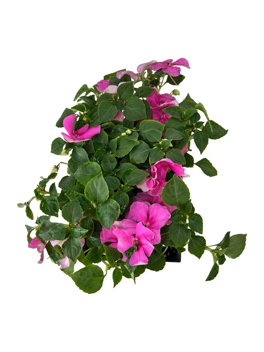 Impatiens Beacon 'Light Pink' - Annuals