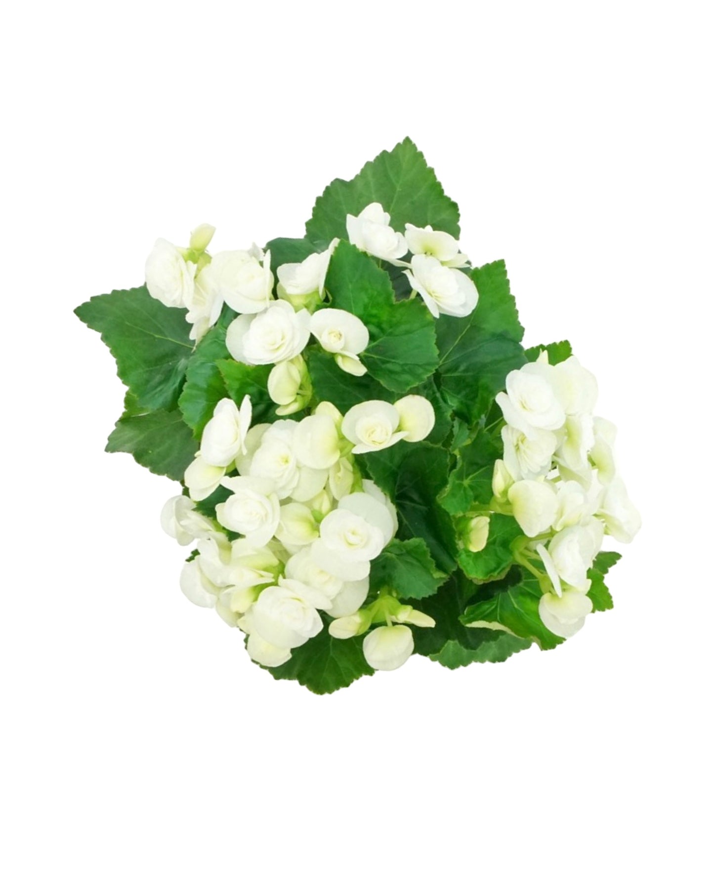 Begonia x hiemalis - The Garden Corner