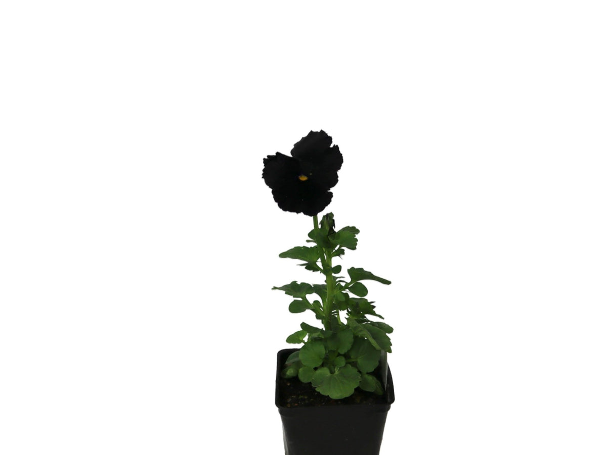 Pansy - Seasonal Plant