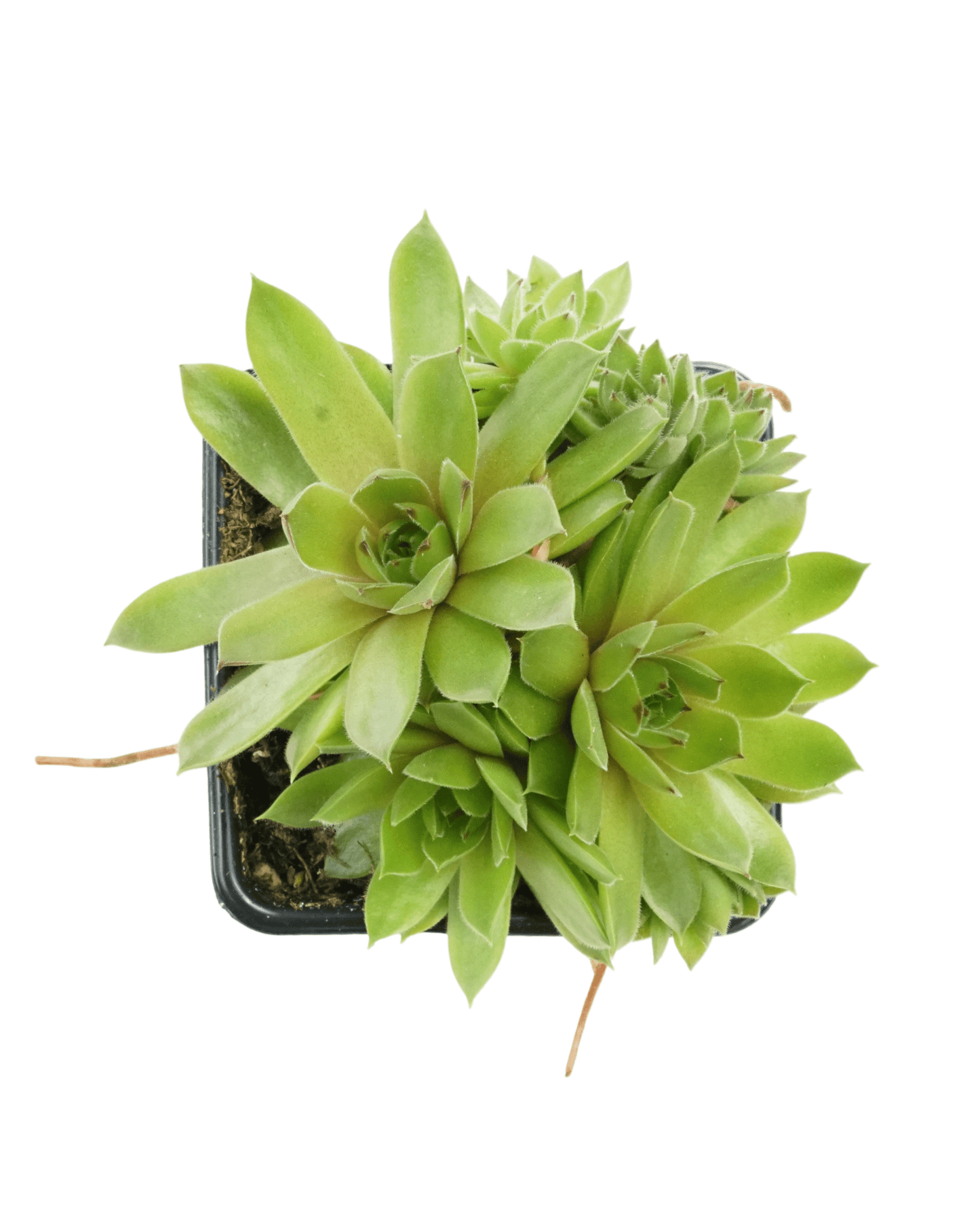 Sempervivum 'Bernstein' - The Garden Corner