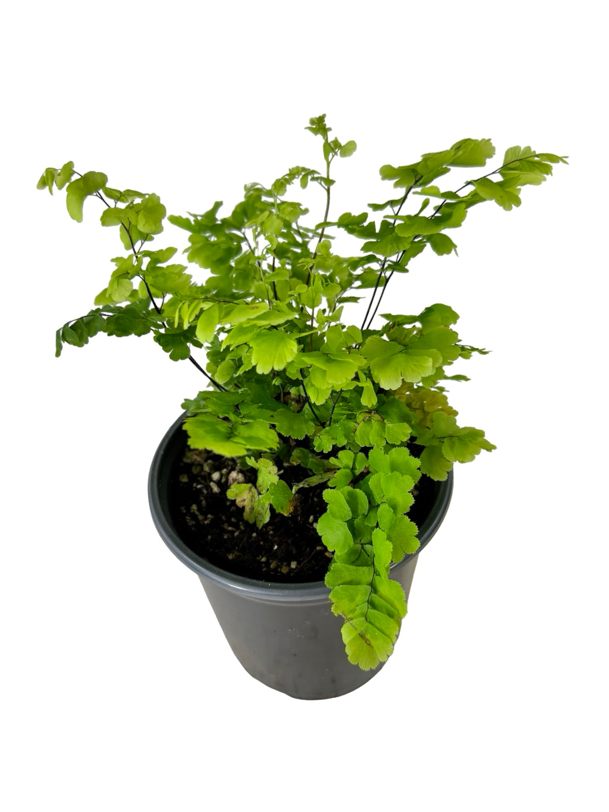 Adiantum raddianum 'Pacific Maid' - House Plants