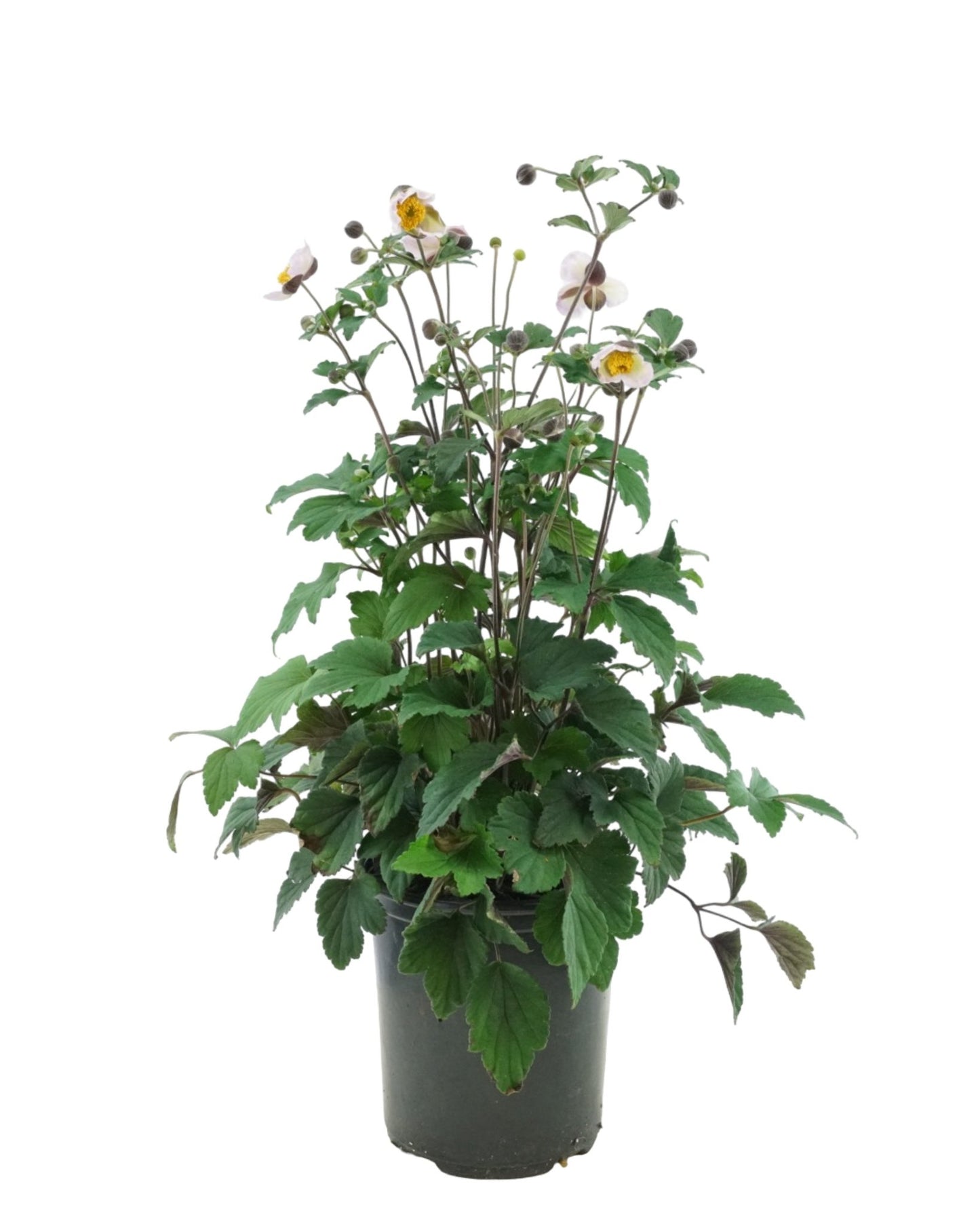 Anemone 'Lucky Charm' - The Garden Corner