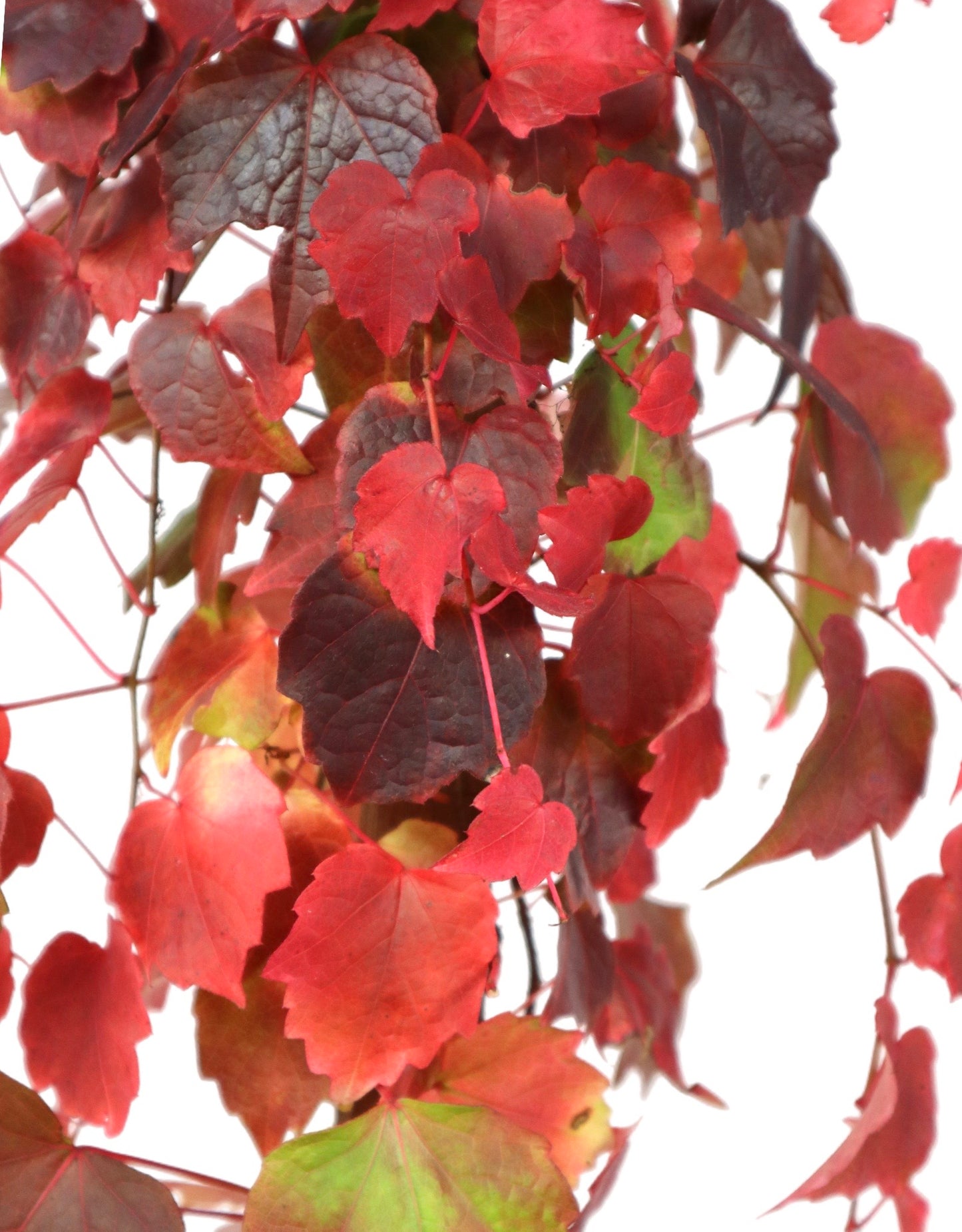 Parthenocissus tricuspidata 'Veitchii'