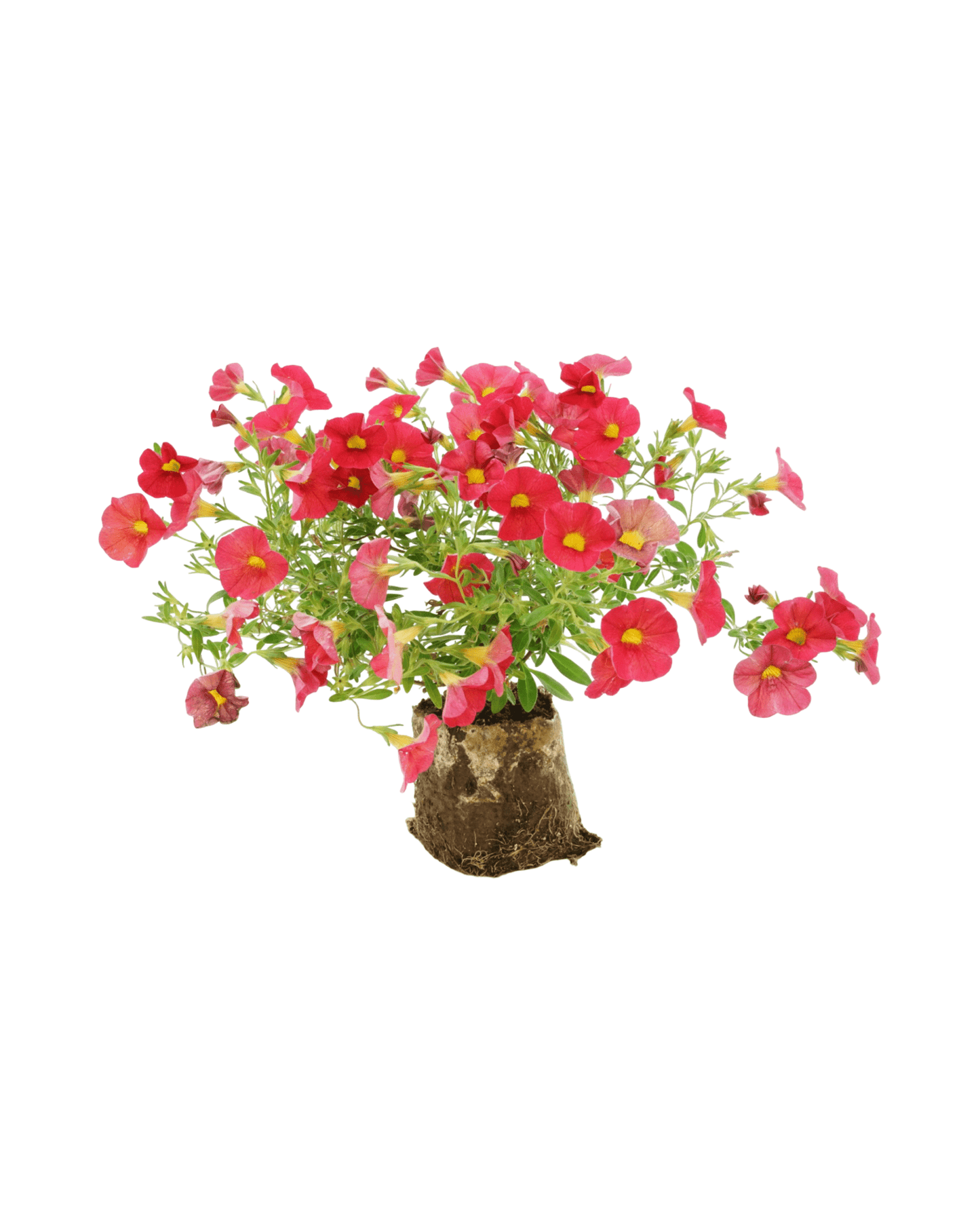 Calibrachoa 'Bloomtastic Red' - The Garden Corner