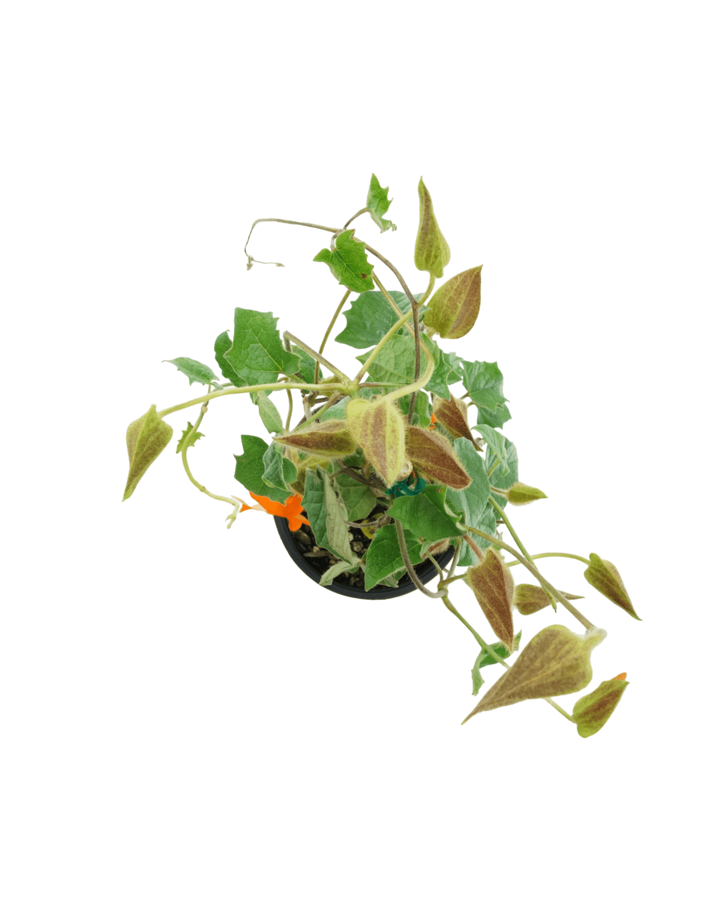 Thunbergia gregorii - The Garden Corner