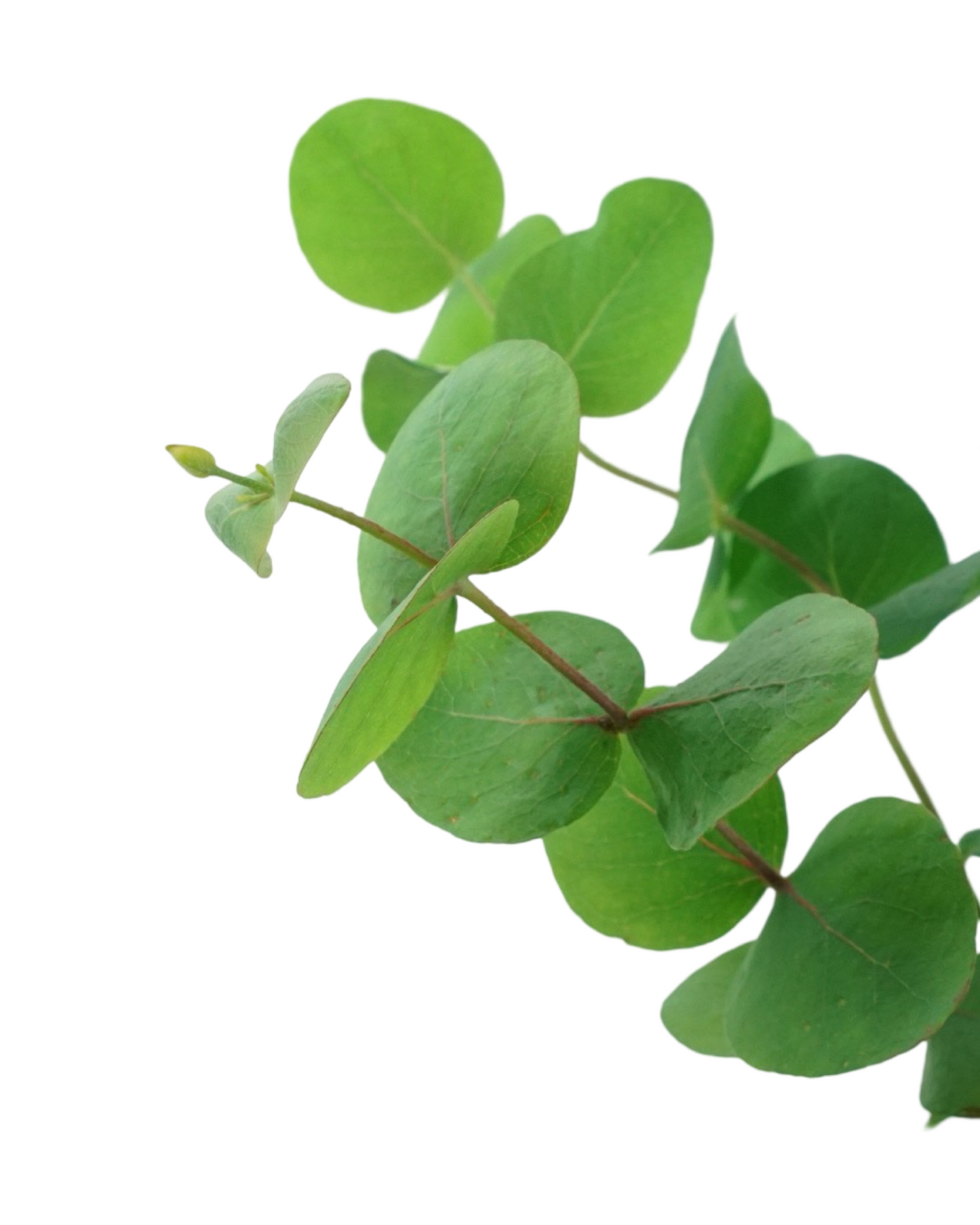 Eucalyptus cinerea