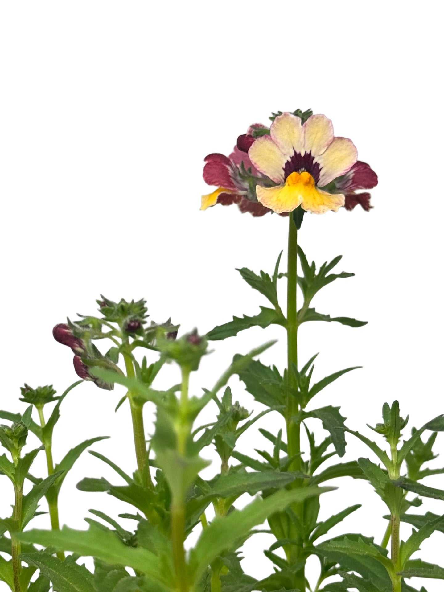 Nemesia nesia 'BananaBerry' - Annuals