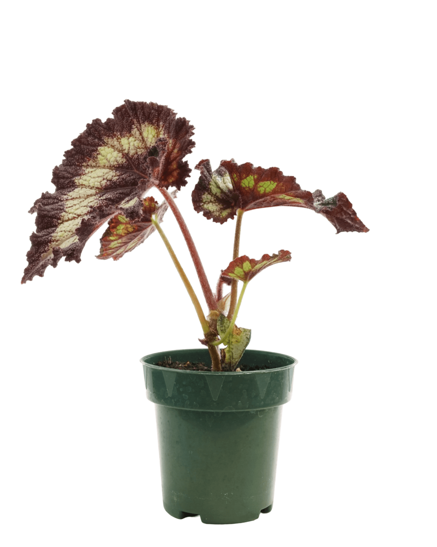 Rex Begonia 'Silver Swirl' - The Garden Corner