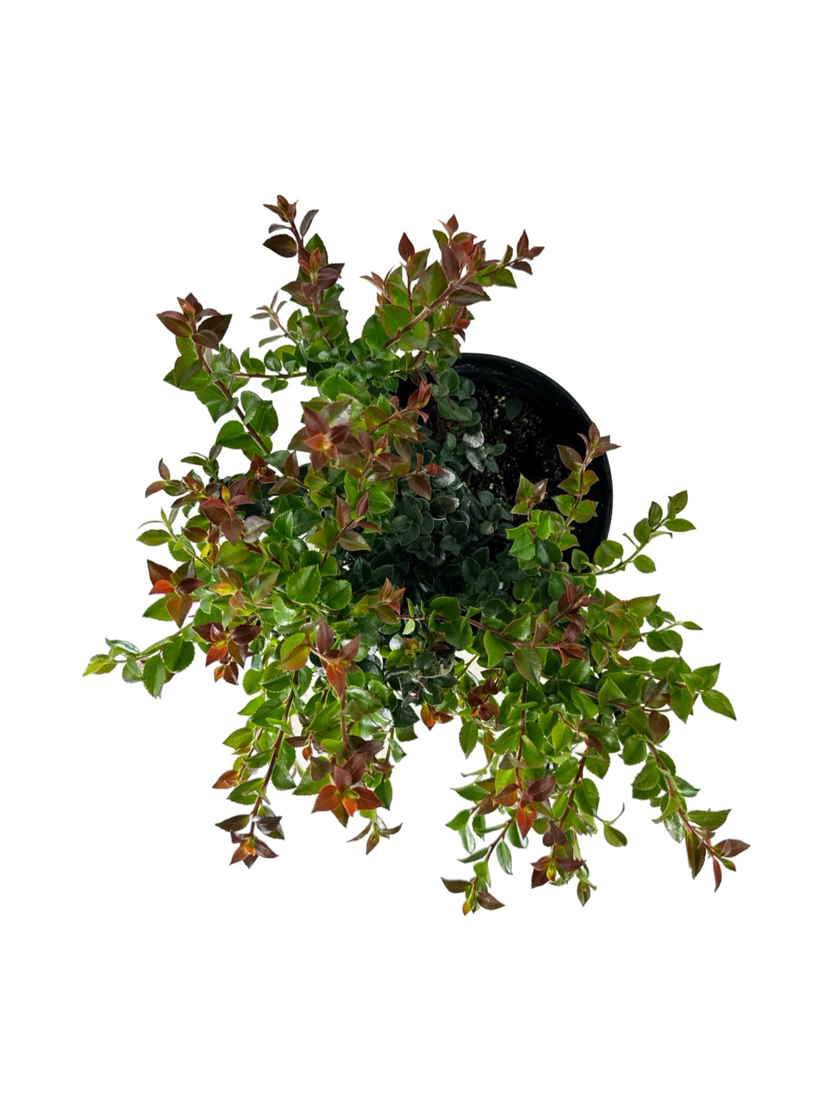 Vaccinium ovatum 'Cascade Jewel' - Perennials