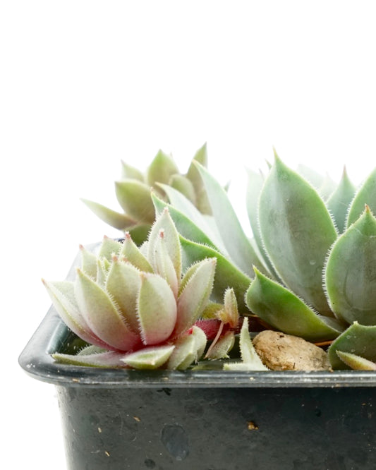 Sempervivum 'Pacific Blue Ice' - Groundcovers