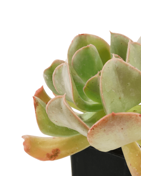 Echeveria runyonii - The Garden Corner