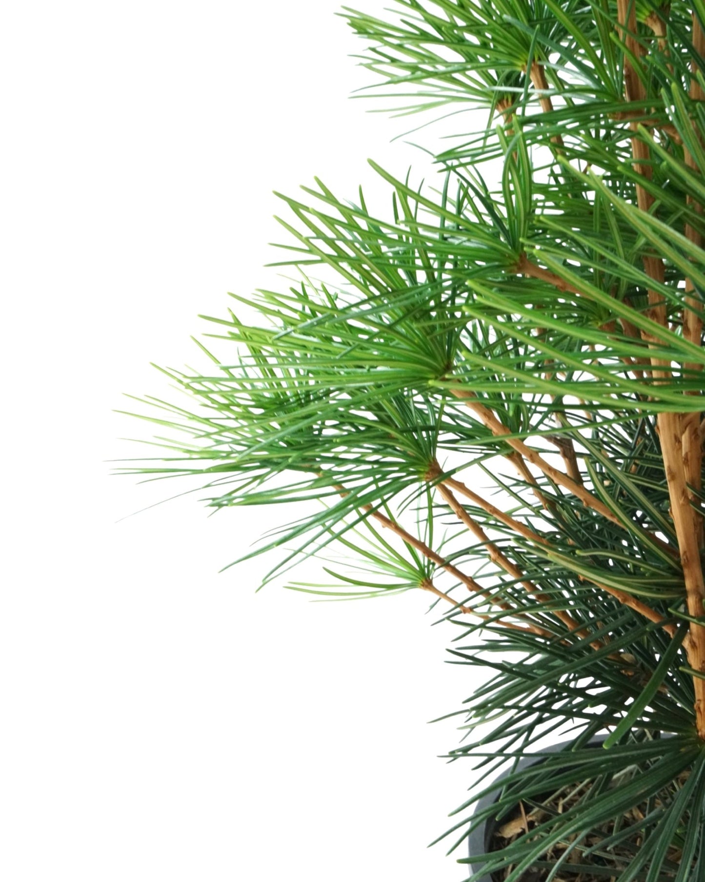 Sciadopitys verticillata 'Winter Green' - The Garden Corner