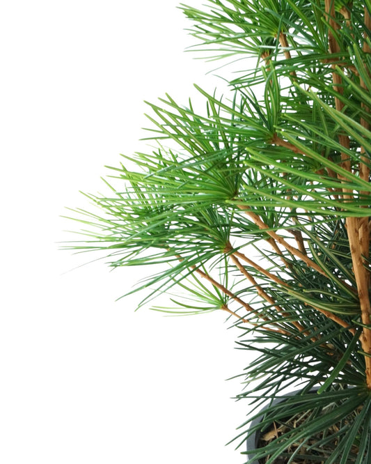 Sciadopitys verticillata 'Winter Green' - The Garden Corner