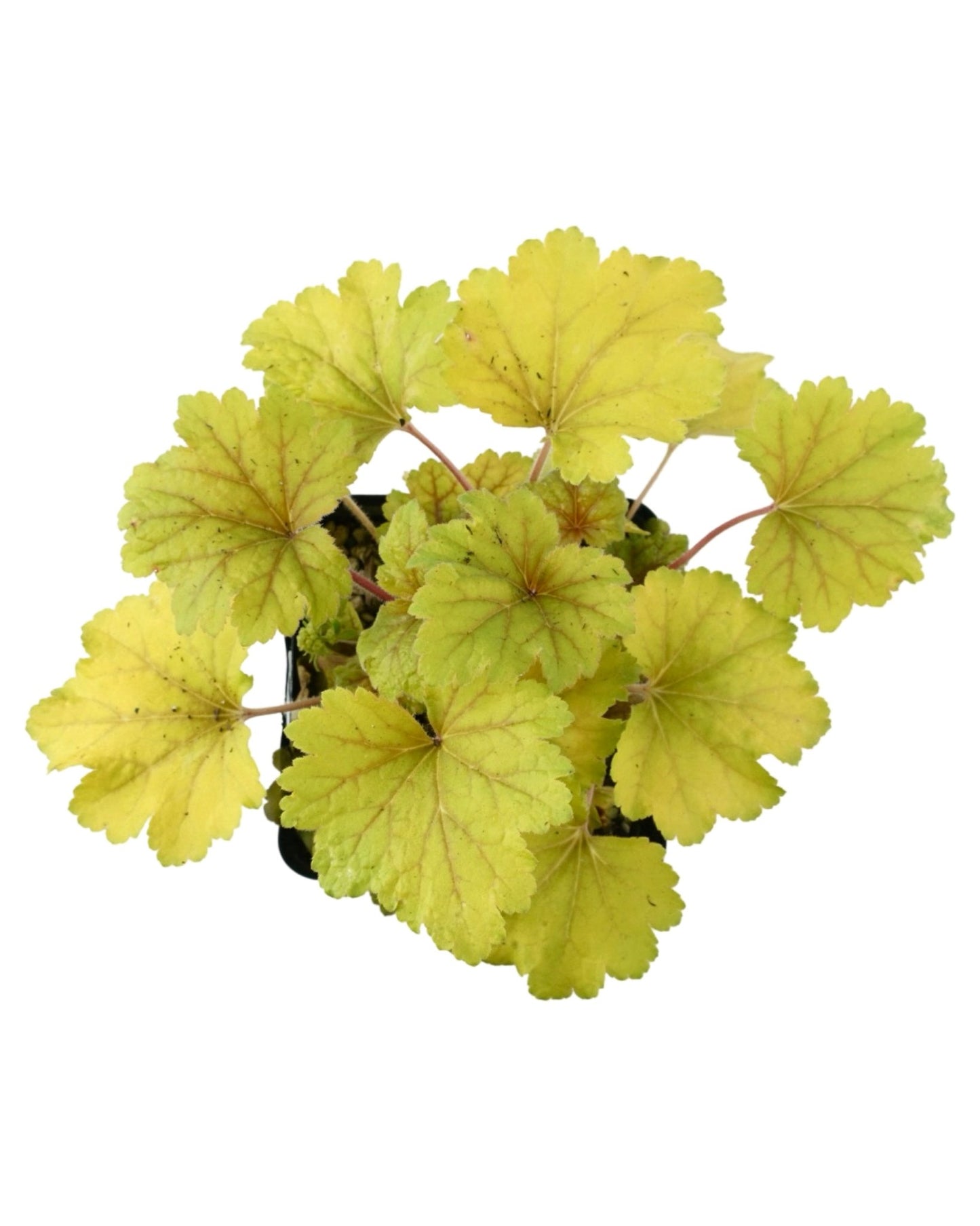 Heuchera 'Electra' - The Garden Corner