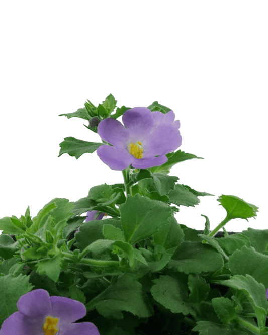 Bacopa 'MegaCopa Blue' - The Garden Corner