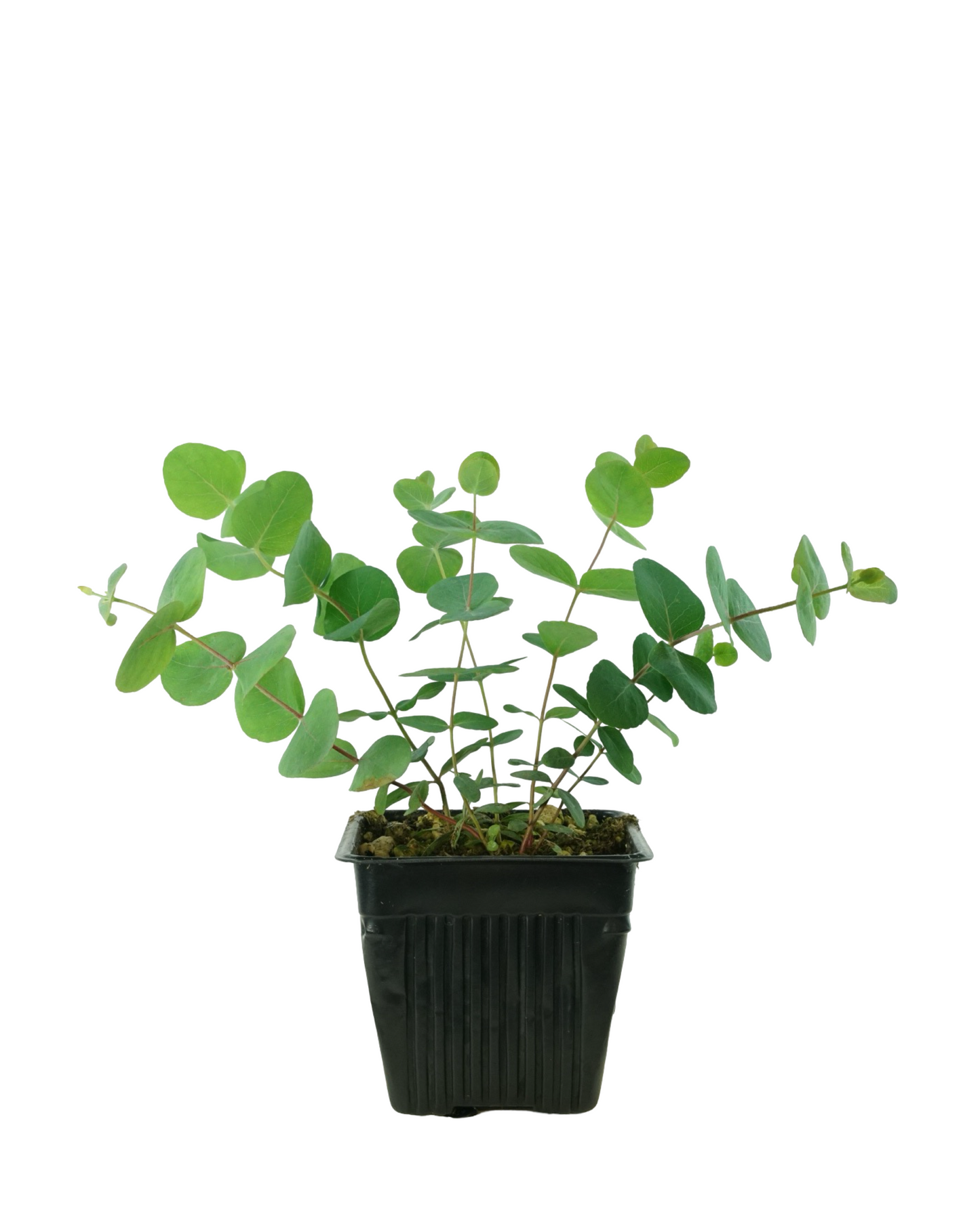Eucalyptus cinerea