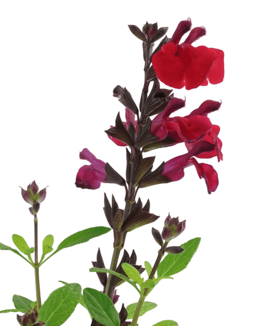 Salvia greggii Mirage® 'Cherry Red' - The Garden Corner