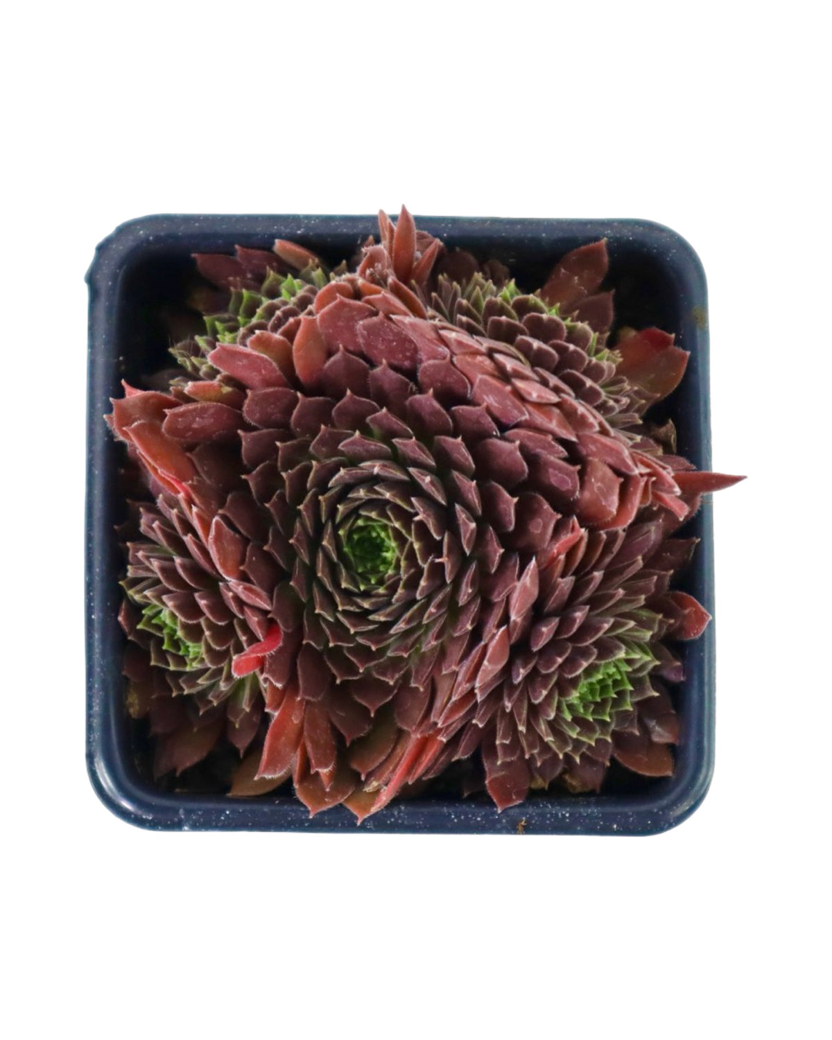 Sempervivum 'Pacific Red Tide' - Groundcovers