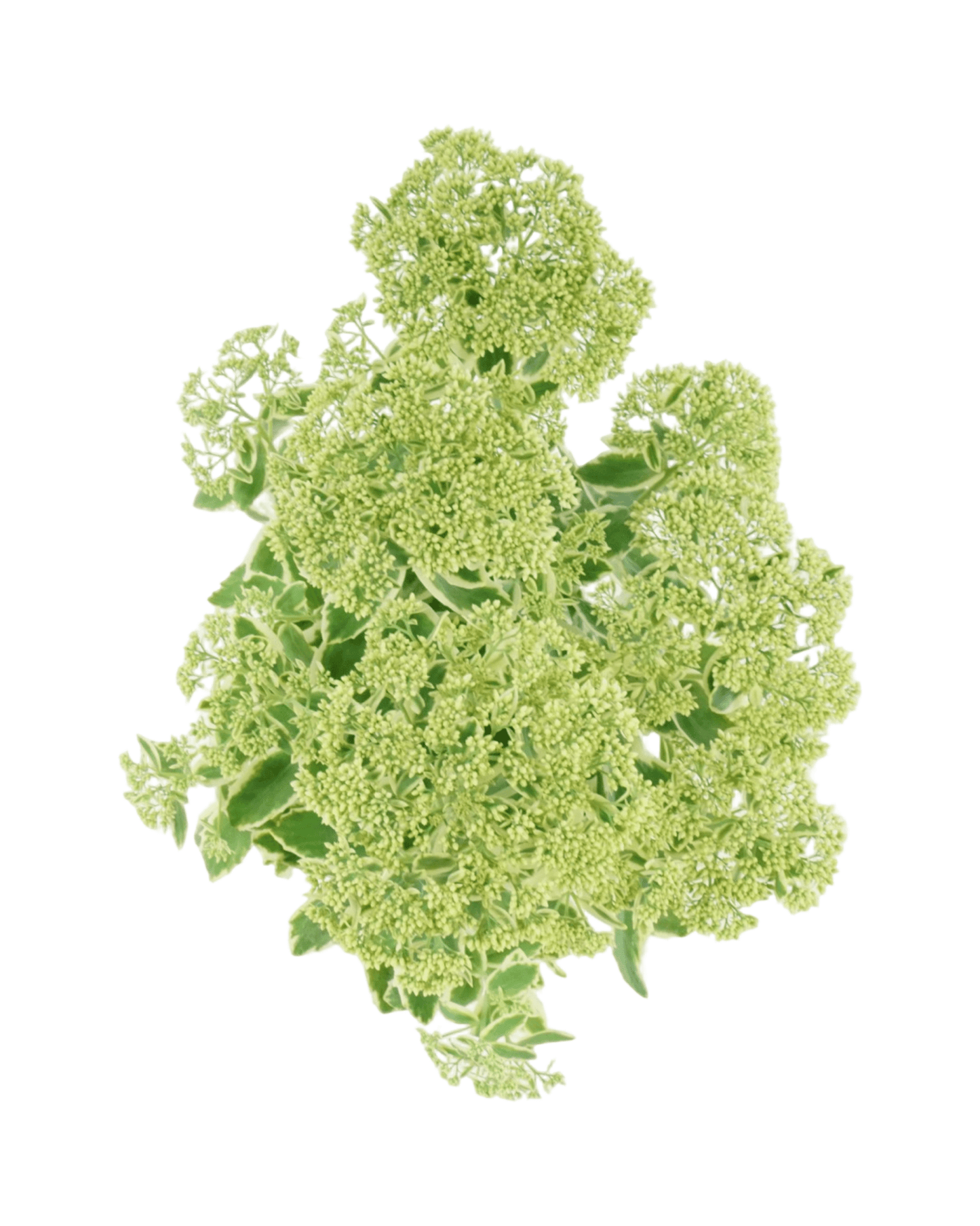 Sedum 'Autumn Charm' - The Garden Corner