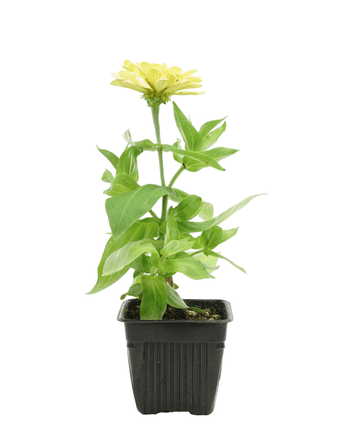 Zinnia Dreamland Mix - Annuals
