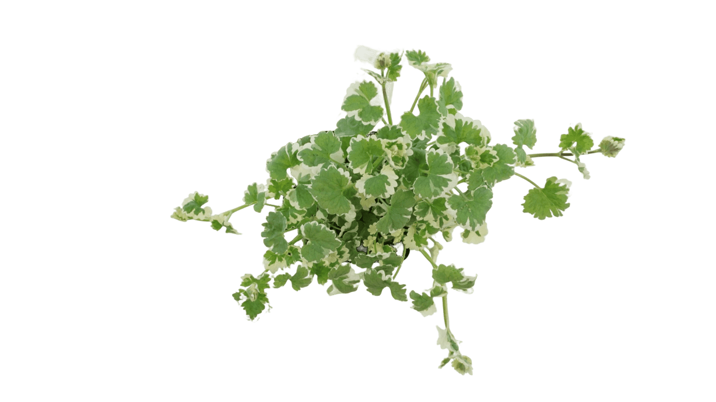 Glechoma hederacea 'Variegata' - The Garden Corner