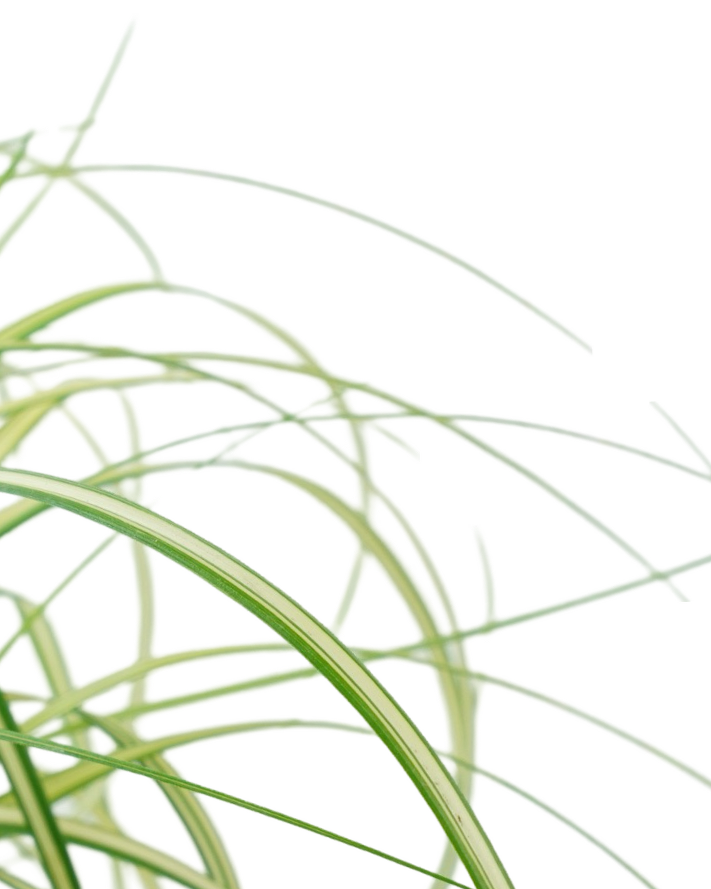 Carex 'Moon Falls'