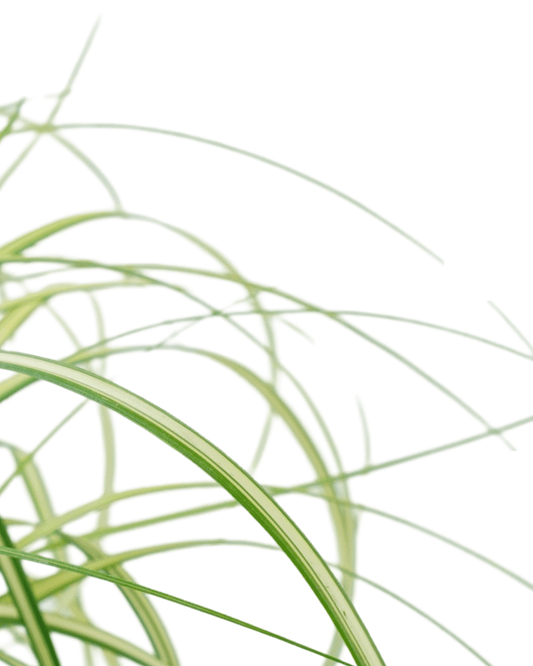 Carex 'Moon Falls' - The Garden Corner