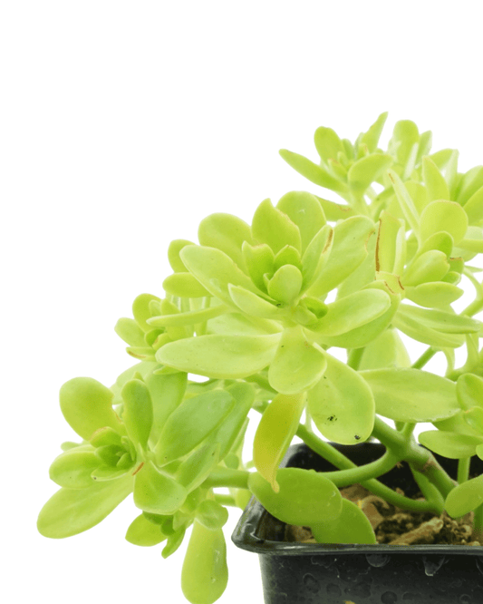 Sedum confusum - The Garden Corner