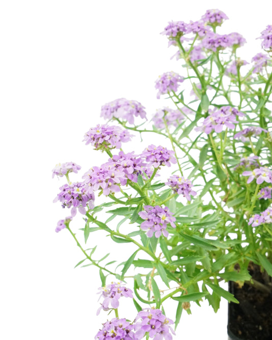 Iberis sempervirens 'Mermaid Lavender'