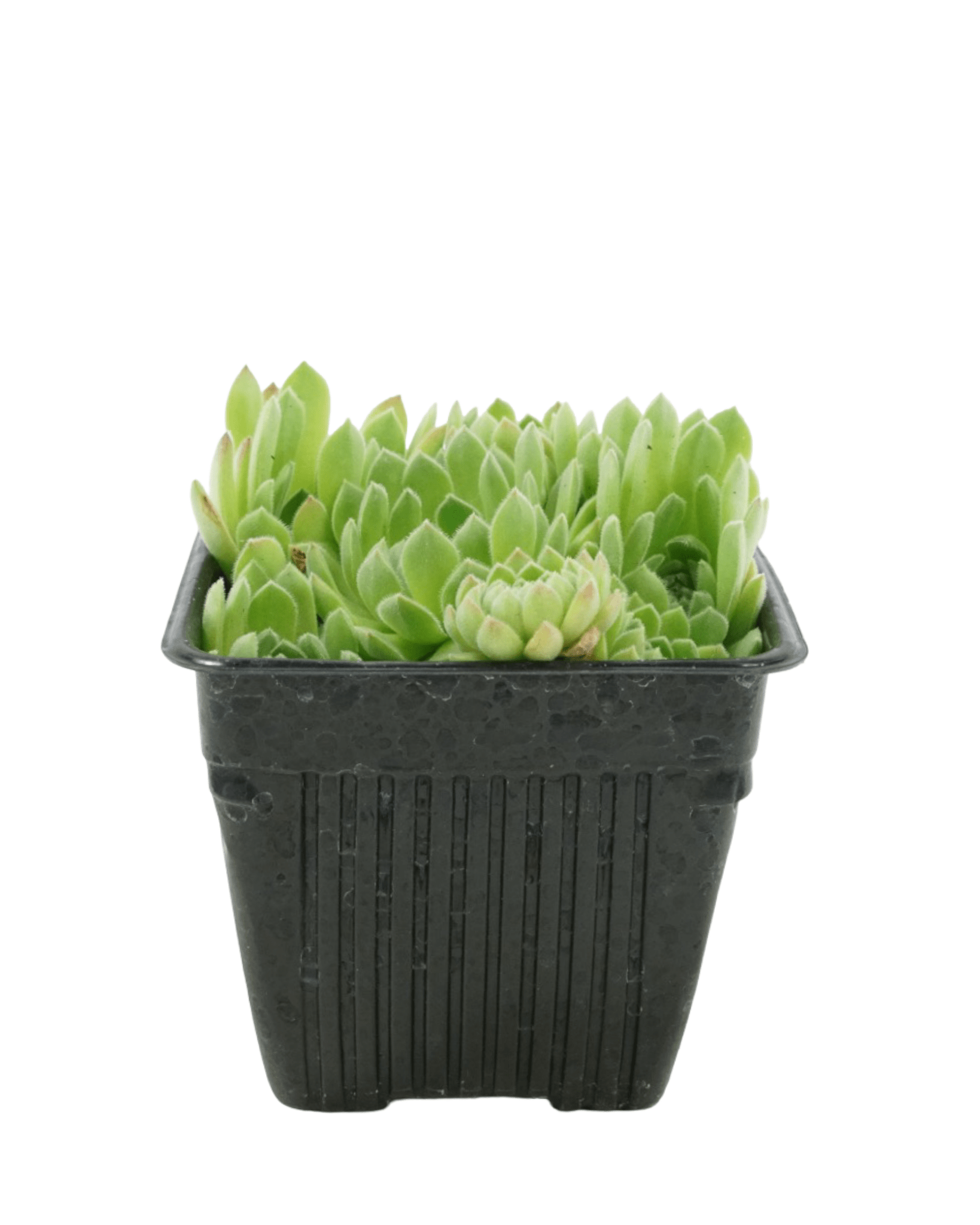 Sempervivum 'Soft Line' – The Garden Corner